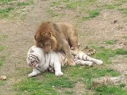 The biggest advantage would be the lion's speed, however, it would not help him other than getting away from the gorilla. Lion Vs Tiger Crocodile Buffalo Fight To Death Dailymotion Video