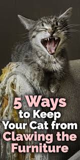 5 Ways To Keep Your Cat From Clawing The Furniture Cat Care Cat Training Cats