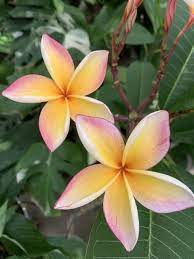 南国の花 ハワイやバリ島で見かけるお花 プルメリア の豆知識を紹介 flowerlife 南国 花 花 ハワイ 花
