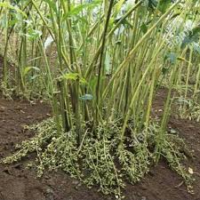 Lihat juga resep sup sehat kapulaga enak lainnya. Pusat Bibit Kapulaga India Green Cardamom Tanaman Rempah Rempah Kapol Bermutu Jual Ecer Termurah Shopee Indonesia