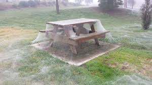 Here, the spiders covered fields and trees in a thick, white blanket of webs. Chilling Images Show A Park Completely Covered In Spider Webs After Heavy Rains Brought A Downpour Of Floating Spiders