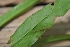 Image result for Loxogramme