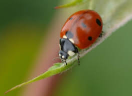 La Coccinelle Un Ennemi Naturel Des Pucerons Insectes Utiles Hotel A Insectes Et Coccinelle