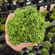 Image result for Cuviera semseii