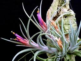 Tillandsia Califano Bromelia