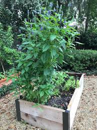 Growing Your Own Chia Plants Coastal Illustrated Coastal Columns The cultivation costs of chia is a couple of hundred whereas the yields are 3 quintals an acre for the white variety and about 5 quintals for the black it promotes cultivation of chia, with a buyback offer.