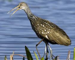 Limpkin National Audubon Society Birds