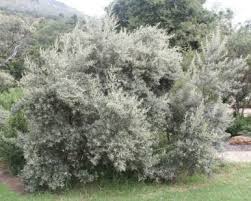 Image result for Tarchonanthus trilobus