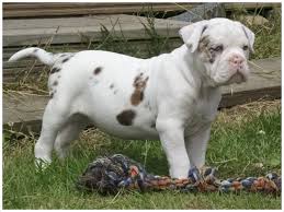 Alapaha blue blood bulldog dog breeders, alapaha big sky kennels, alapaha bulldog stud, alapaha connection kennels, alapaha nation, alpha dog kennels f.f. Alapaha Blue Blood Bulldog Pictures Rescue Puppies Breeders Temperament Animals Breeds