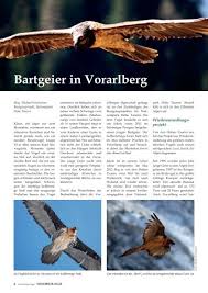 Männchen und weibchen sind aber einheitlich gleich gefärbt und im federkleid nicht voneinander zu unterscheiden. Bartgeier In Vorarlberg Vorarlberger Jagerschaft