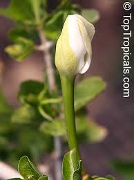 Image result for Gardenia cornuta