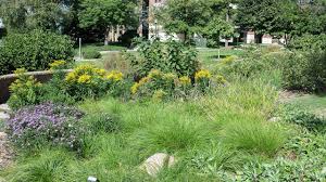 How does a rain garden clean water? The Why How Of Rain Gardens Mulhall S
