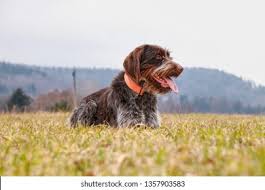 Image result for griffon korthalsův