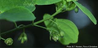 Image result for Adenia gummifera