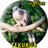 Sekarang ini, burung derkuku menjadi burung peliharaan yang banyak digemari oleh berbagai burung derkuku memiliki suara yang cukup unik, yakni merdu dan selalu kugeruk. Tekukur Pikat Mp3 1 0 3 Apk Com Miracle Master Kicau Terbaik Terbaru Suara Burung Tekukur Betina Jantan Gacor Ngerol Apk Download
