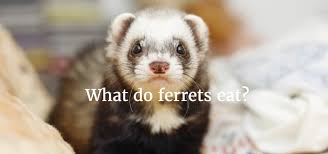 What Do Ferrets Eat The Best Food For Your Ferret And The