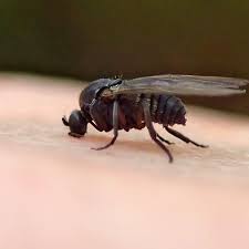 They're super annoying, but easy to control. First A Pandemic And Now Biting Gnats Mpr News