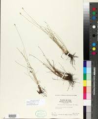 Image result for Abildgaardia ovata