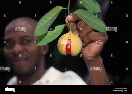 Grenada nutmeg hi-res stock photography and images