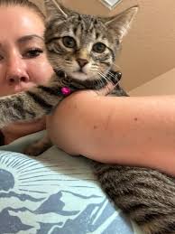 National Adoption Week at Petsmart July 21-27