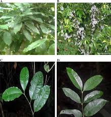 Image result for Pleiocarpa