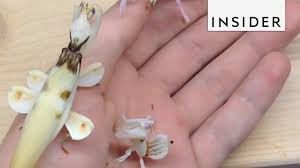 Many orchid plants bloom only once a year, though some varieties bloom a few times. 35 Orchid Mantis Facts Bloodthirsty Living Flowers Hymenopus Coronatus Everywhere Wild