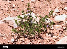 Image result for Dyschoriste radicans