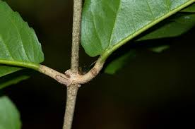 Image result for Lasiodiscus pervillei