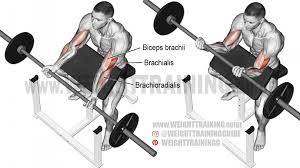 Barbell Preacher Curl Exericse Instructions And Video
