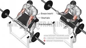 barbell preacher curl exericse instructions and video