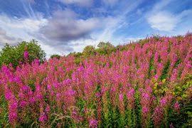 Image result for Rourea coccinea