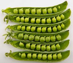 (want to learn how to grow peas? Diy Pea Trellis How To Build A Simple Pea Trellis In Your Garden Dengarden