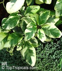 Image result for Pisonia