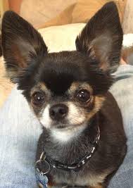 Chihuahua Beauty What Big Ears You Have Cute Chihuahua Chihuahua Chihuahua Love