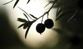 Penelitian yang dimuat dalam jurnal alternative medicine review menyebutkan bahwa. Zaitun Buah Yang Diberkahi Dengan Tiga Khasiat Medisnya Republika Online