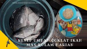 Umpan Coklat Ikan Mas Kolam Harian Ikan Mas Kolam Ikan