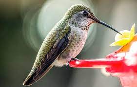 Because eggs are so vulnerable to predators, the female spends most of her time on the nest, leaving only to find food and occasionally to preen . Hummingbird Feeding Faqs Audubon