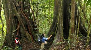 Sitting in the thick rainforest at an isolated area on langkawi island, the datai's 125 rooms and villas offer incredible views of the forest as well as the andaman sea. Maliau Basin Sabah S Lost World