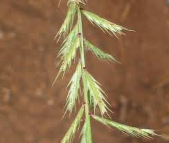 Image result for Dinebra retroflexa