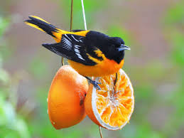 Birds That Look Like Orioles Baltimore Oriole Ebird Baltimore Orioles Birds Baltimore Orioles Oriole Bird
