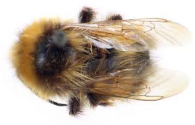 Image result for Bombus polaris