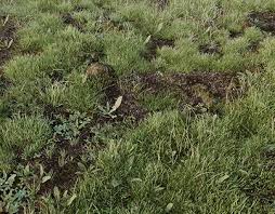 Check Out This Behance Project York Wild Grass Full Cgi Https Www Behance Net Gallery 30143045 York Wild Grass Full Cgi Wild Grass Grass Wild