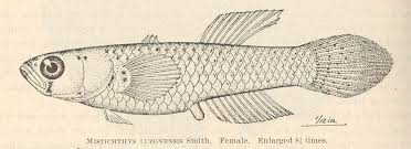 Tabilos (cebu)=39= leiognathidae leiognathus equulus (forsskal 1775) common ponyfish lawayan; Sinarapan Wikipedia Ang Malayang Ensiklopedya