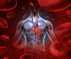 The average heart beats approximately 72 times each minute. 11 Surprising Facts About The Circulatory System Live Science