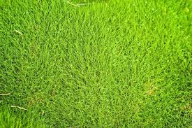 The ability of bermuda grass to bounce back from environmental stressors make it a popular choice for. Tips Information About Zoysia Grass Gardening Know How