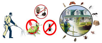 Why are we the best pest control in sydney? Pest Control Sydney Local Pest Control Sydney