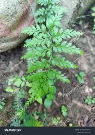 Image result for Asplenium adiantum-nigrum