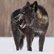 Pin By Janice Jacobsen On Many Animals Black Wolf Timber Wolf Wolf Dog