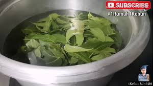 Ekayaniqanaah manfaat luar biasa dari daun neem untuk kecantikan kulit. Daun Semambu Mujarab Hilangkan Gatal Gatal Cacar Air Dan Ruam Kebunminiabi Vlog04 Biiznillah Youtube