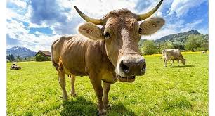 What S The Difference Between A Cow And A Heifer Super Cow Animals Dairy Cattle